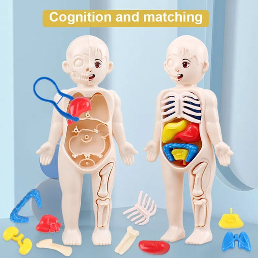 14-Piece DIY Human Organ Model Set for Children: Interactive Medical Early Science and Education Toys